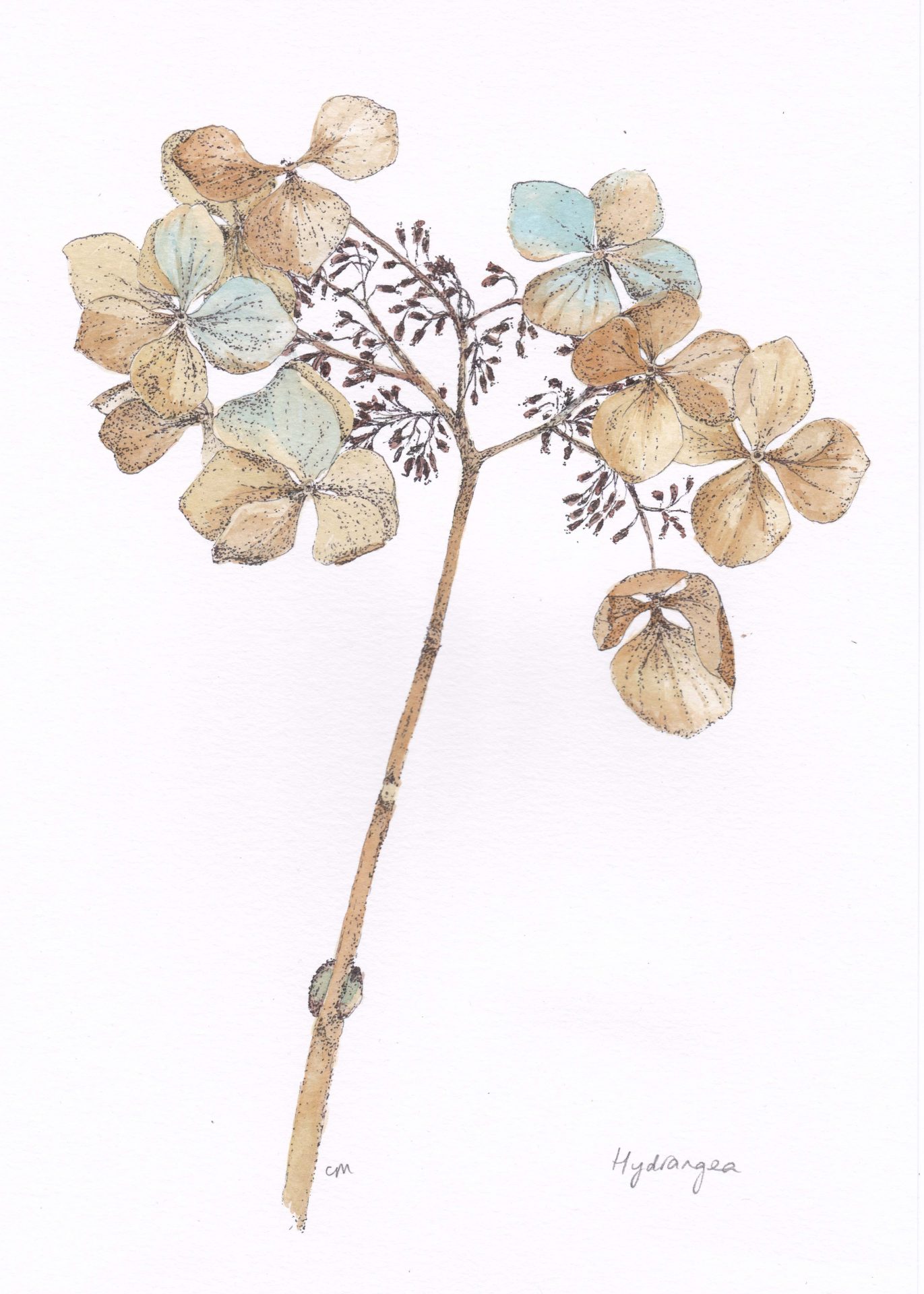 Botanical Hydrangea Colour by Christine Masters